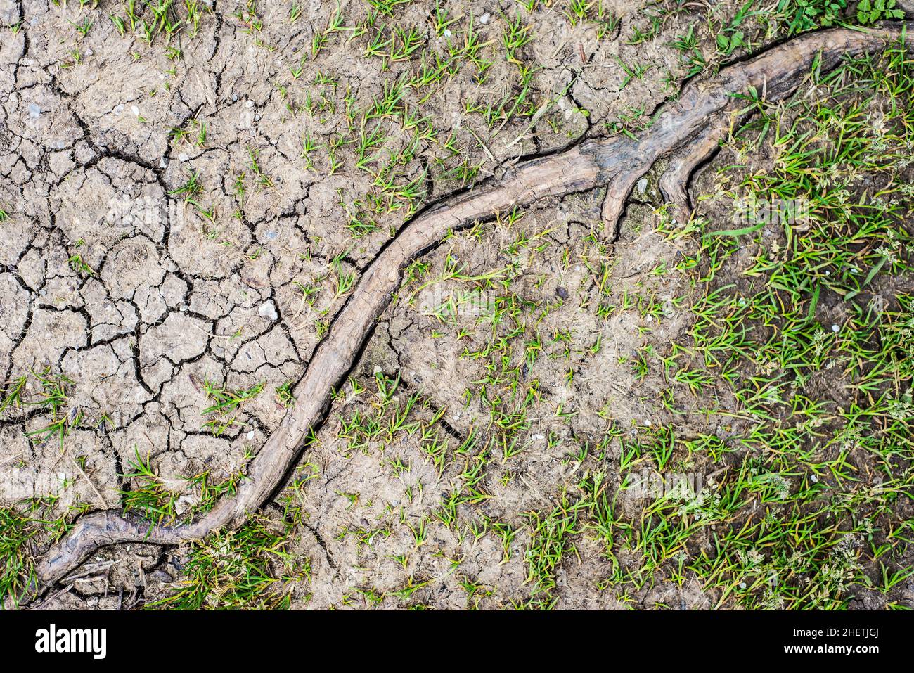 Holzwurzel zwischen trockener Erde und grünem Gras im heißen Sommer Stockfoto