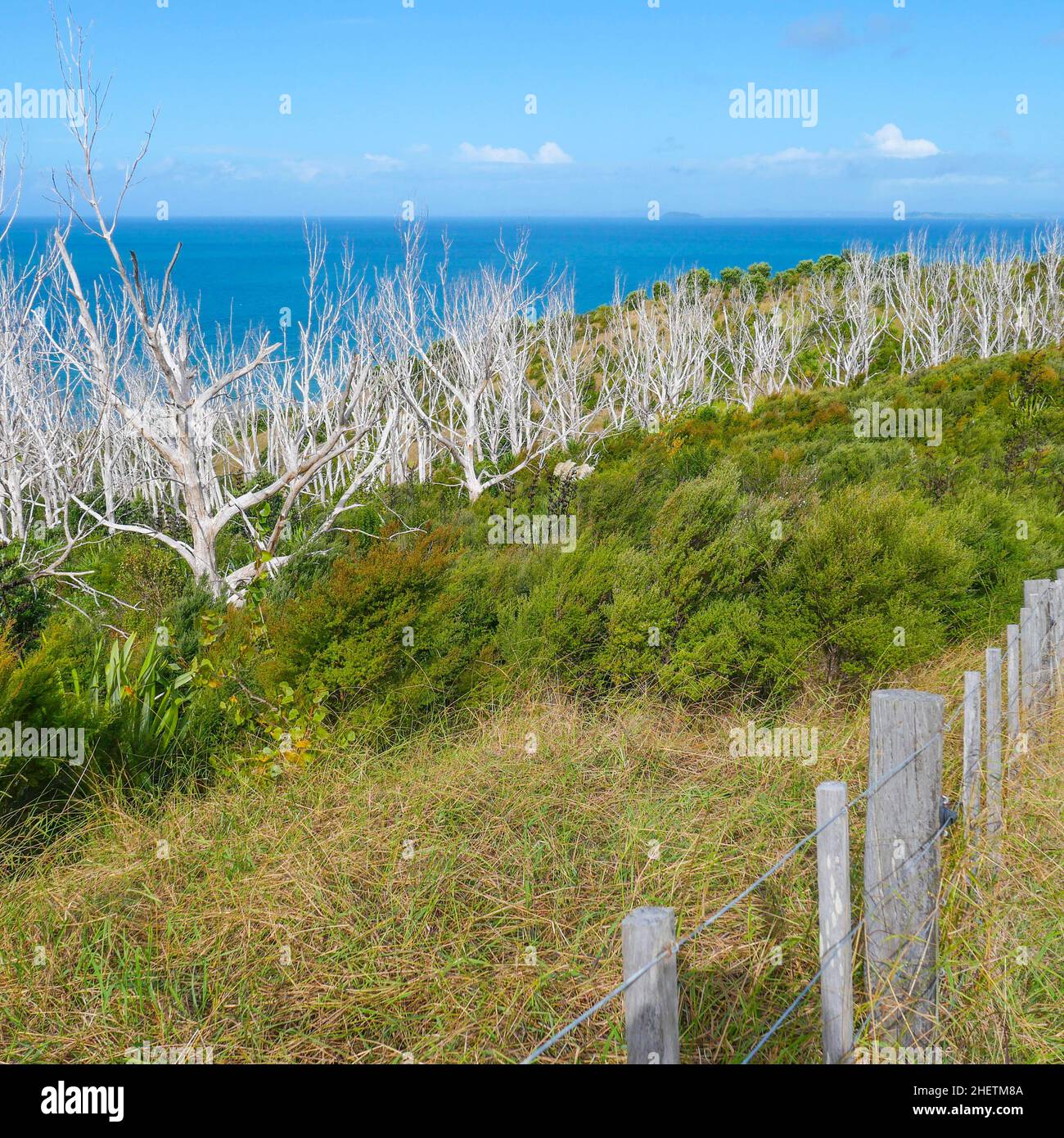 Malerische Küstenlandschaft mit weißen toten Bäumen, grüner Wiese, blauem Himmel an der hügeligen Küste Neuseelands Stockfoto