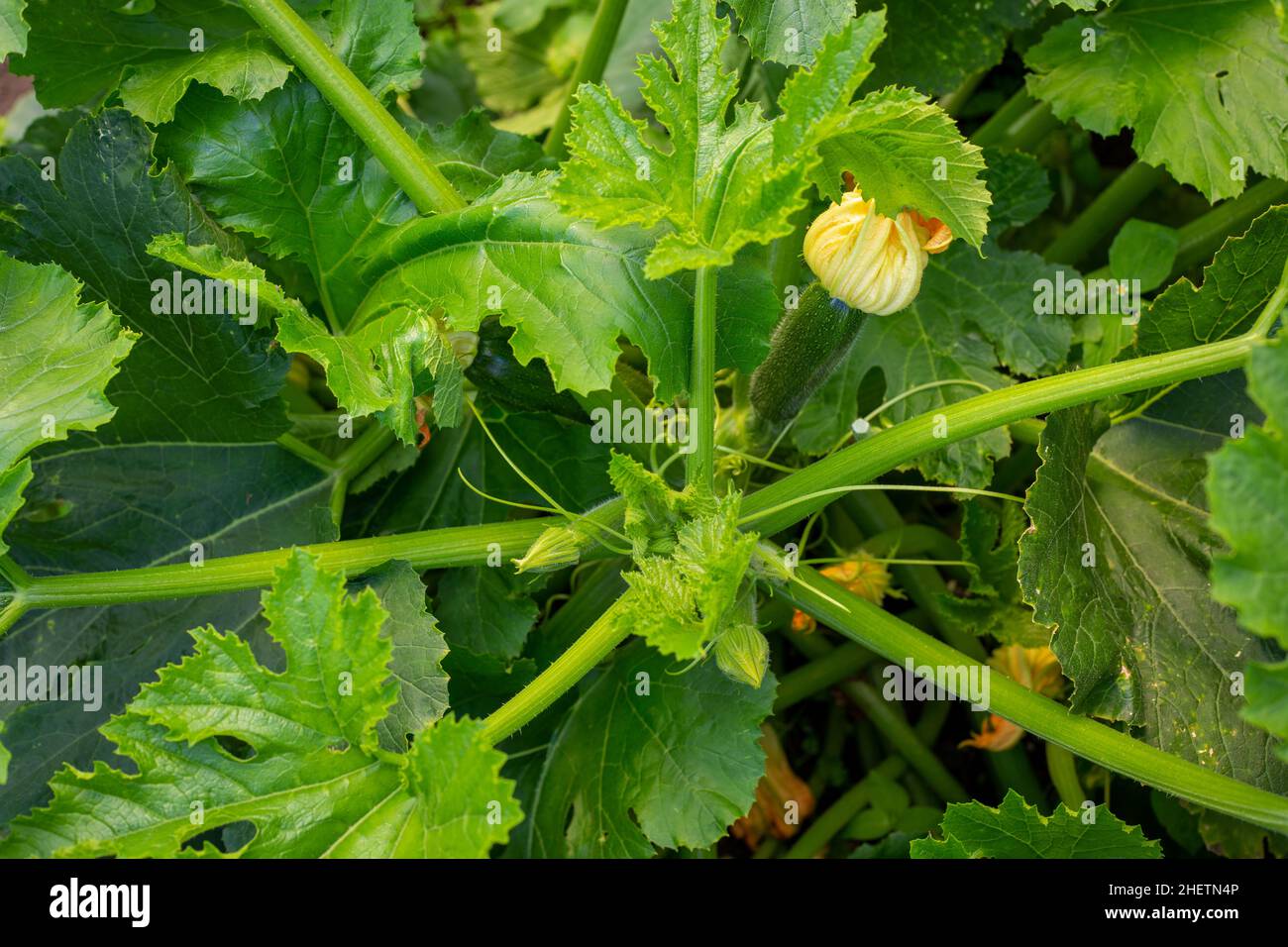 Zucchinis, auch Zucchinis oder Zucchinis, werden biologisch angebaut, blühen und sind fruchtbar und bieten eine konstante Versorgung mit Sommergemüse. Ein Hausgarten in NZ Stockfoto