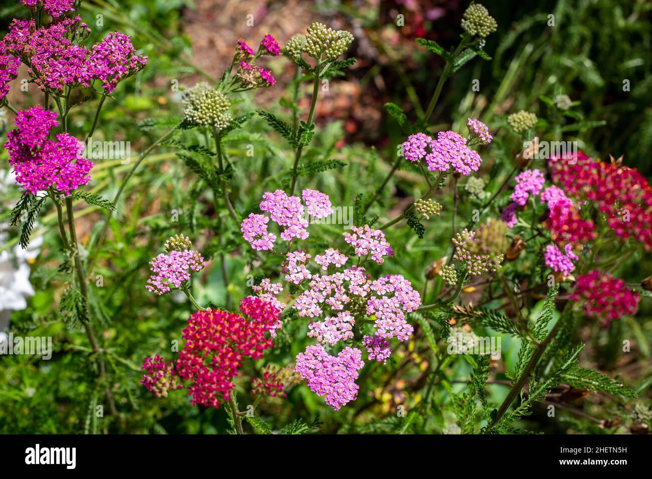 Die Ziergarbe Cerise Queen, die im Sommer in einem Hüttengarten blüht, eignet sich hervorragend für Schnittblumen und Blumensträuße. Canterbury, Neuseeland Stockfoto