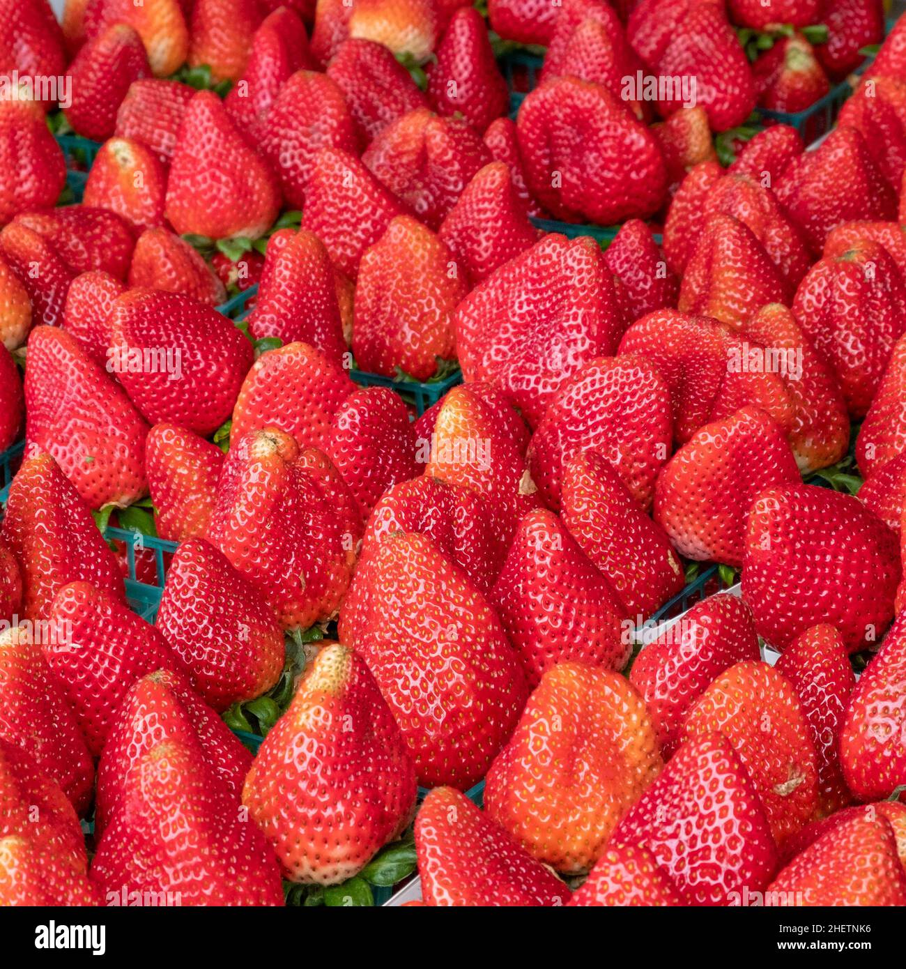Frische kalifornische Erdbeeren in einem Käfig Stockfotografie - Alamy