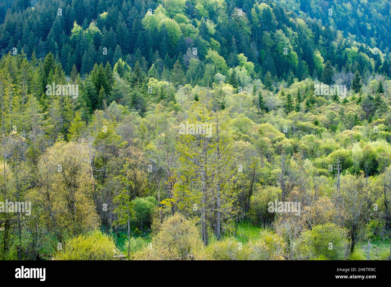 Blick in viele grüne Nadel- und Laubbäume Stockfoto