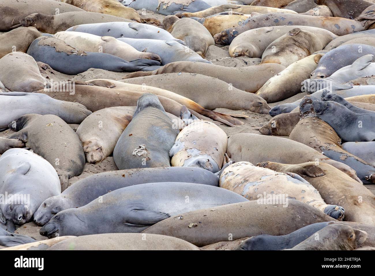 Robben schlafen am Strand in der Nähe von San Simeon, Kalifornien Stockfoto