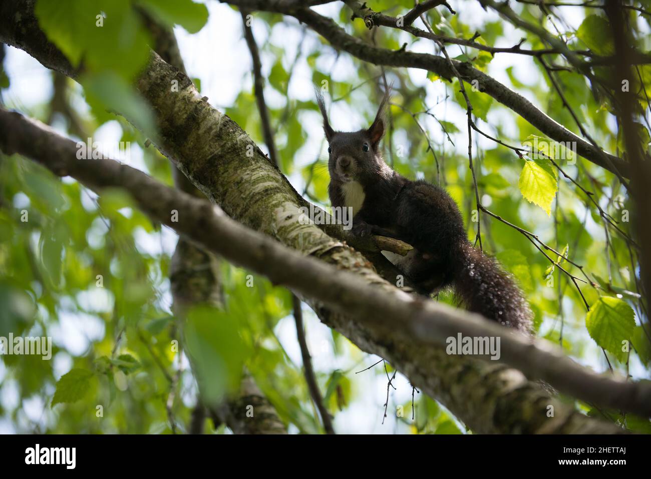 Neugieriges braunes Eichhörnchen in den Gliedern des Baumes Stockfoto