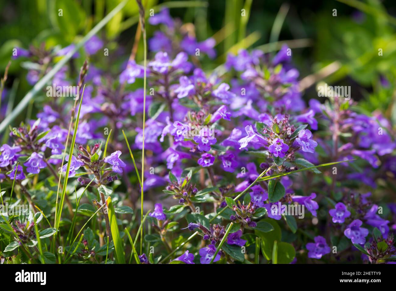 alpine Basilikum Thymian Calamint im Sonnenlicht Stockfoto