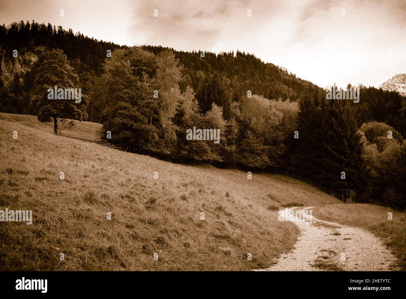 Sepia-Landschaft mit kurvenreicher Straße in Richtung Wald Stockfoto