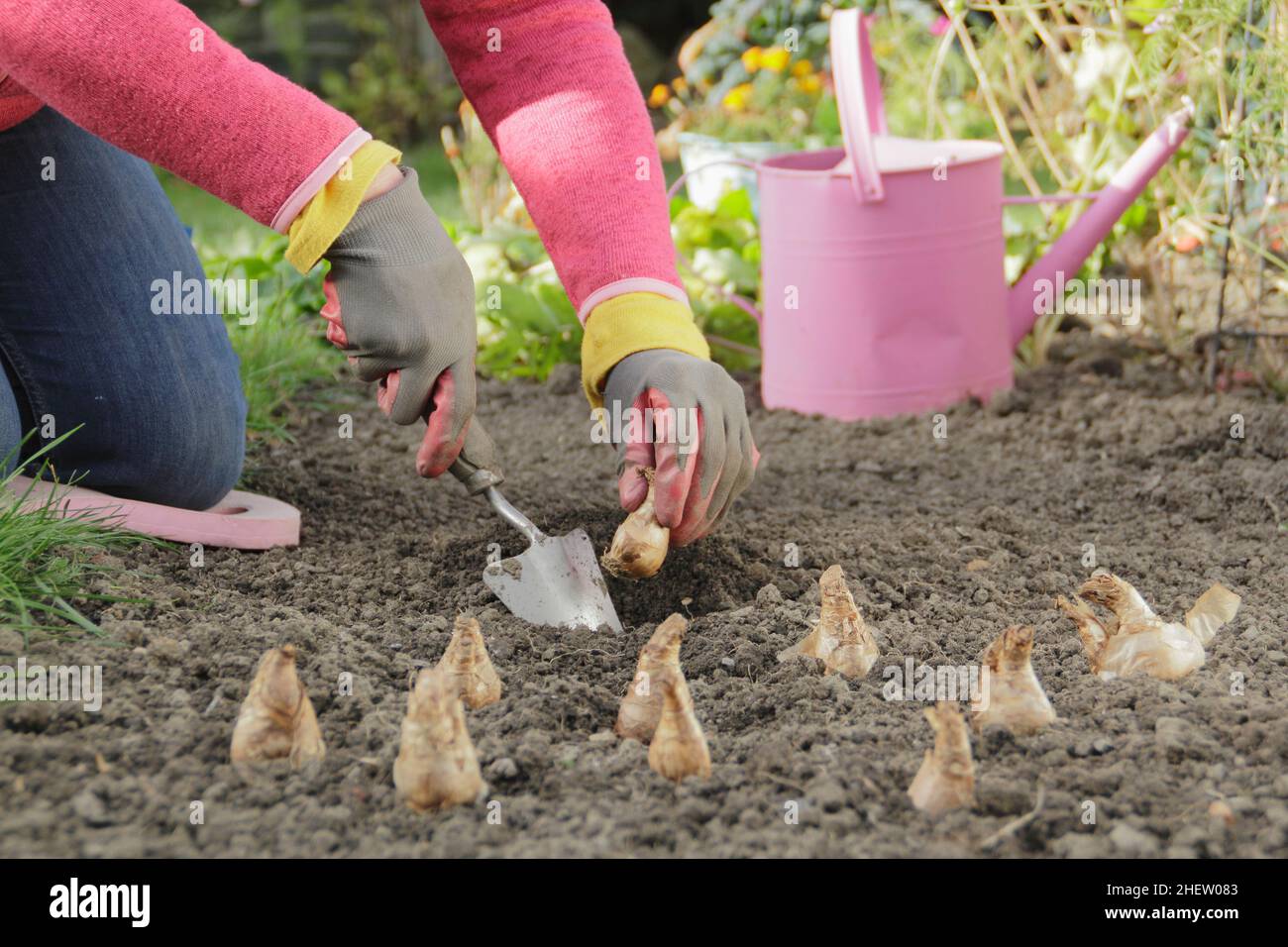 Narziss. Pflanzen von Narzissenbirnen in einem Herbstgarten. Pflanzen von Frühlingszwiebeln. VEREINIGTES KÖNIGREICH Stockfoto