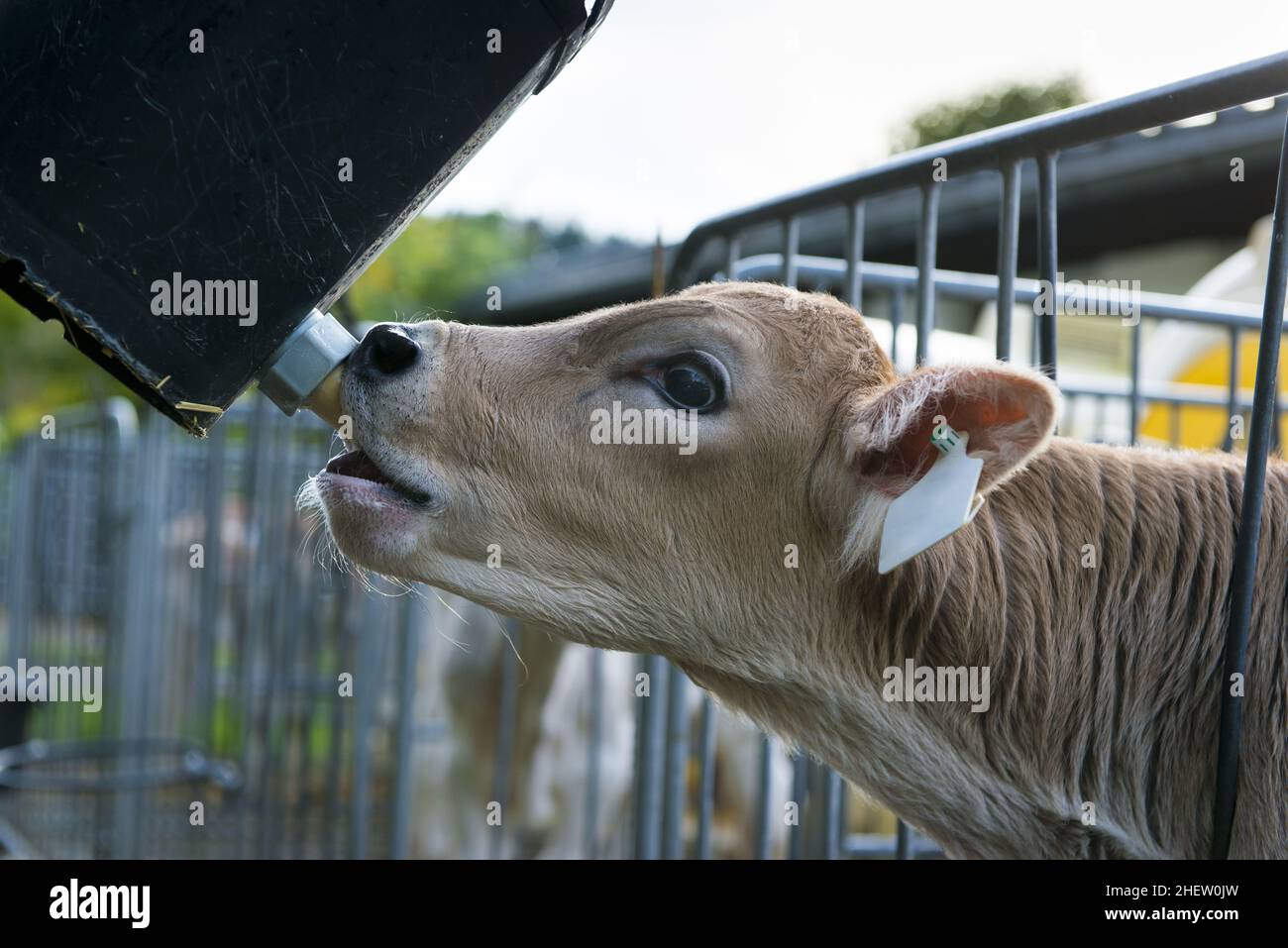 Junge süße Kuh mit Kopf durch Zaun saugt an Futternippel Stockfoto