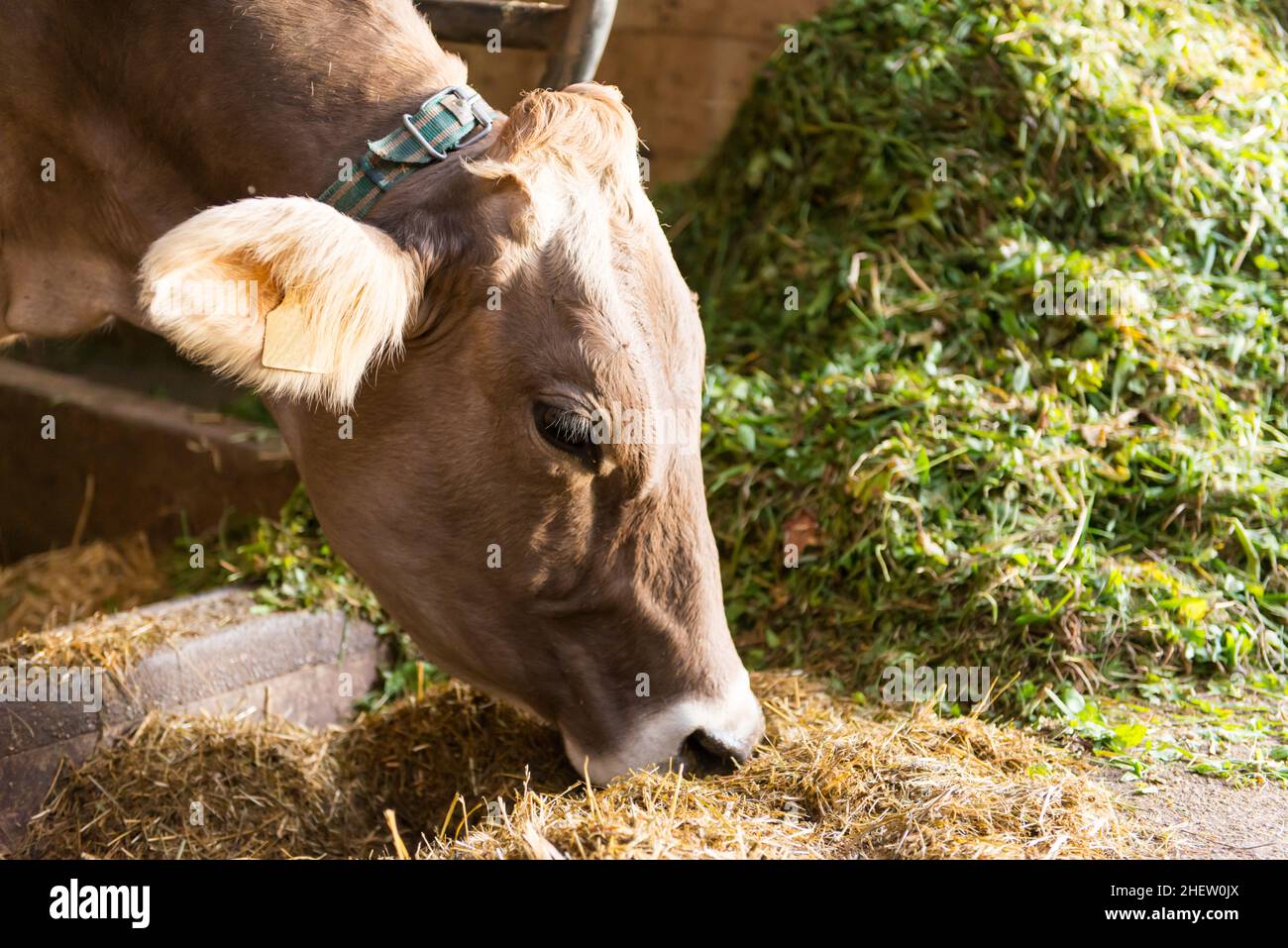Glückliche Kuh frisst frisches Heu und Strohfutter in seiner Scheune Stockfoto