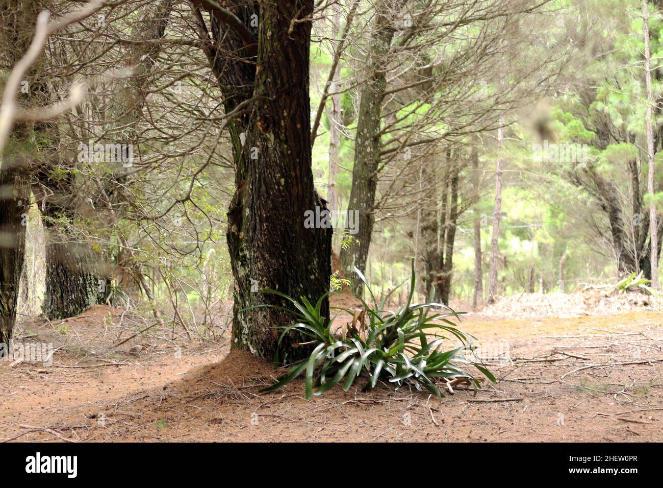 Ein Wald aus Elliotis-Kiefer, das Harz seiner Blätter töten das Unterholz und den einheimischen Boden. Stockfoto