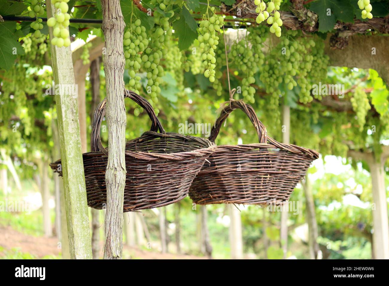 Im hinteren Teil eines riesigen Weinbergs, zwischen den großen Trauben aus grünen Trauben, hängen zwei handgemachte Körbe, die mit Weidenkörnern hergestellt wurden. Stockfoto