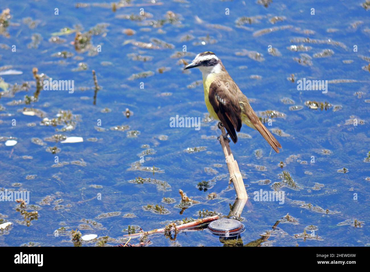 Auf einem Ast über dem Wasser der Lagune thront der ben-te-vi, einer der beliebtesten Vögel unseres Landes, und beobachtet seinen städtischen Lebensraum. Stockfoto