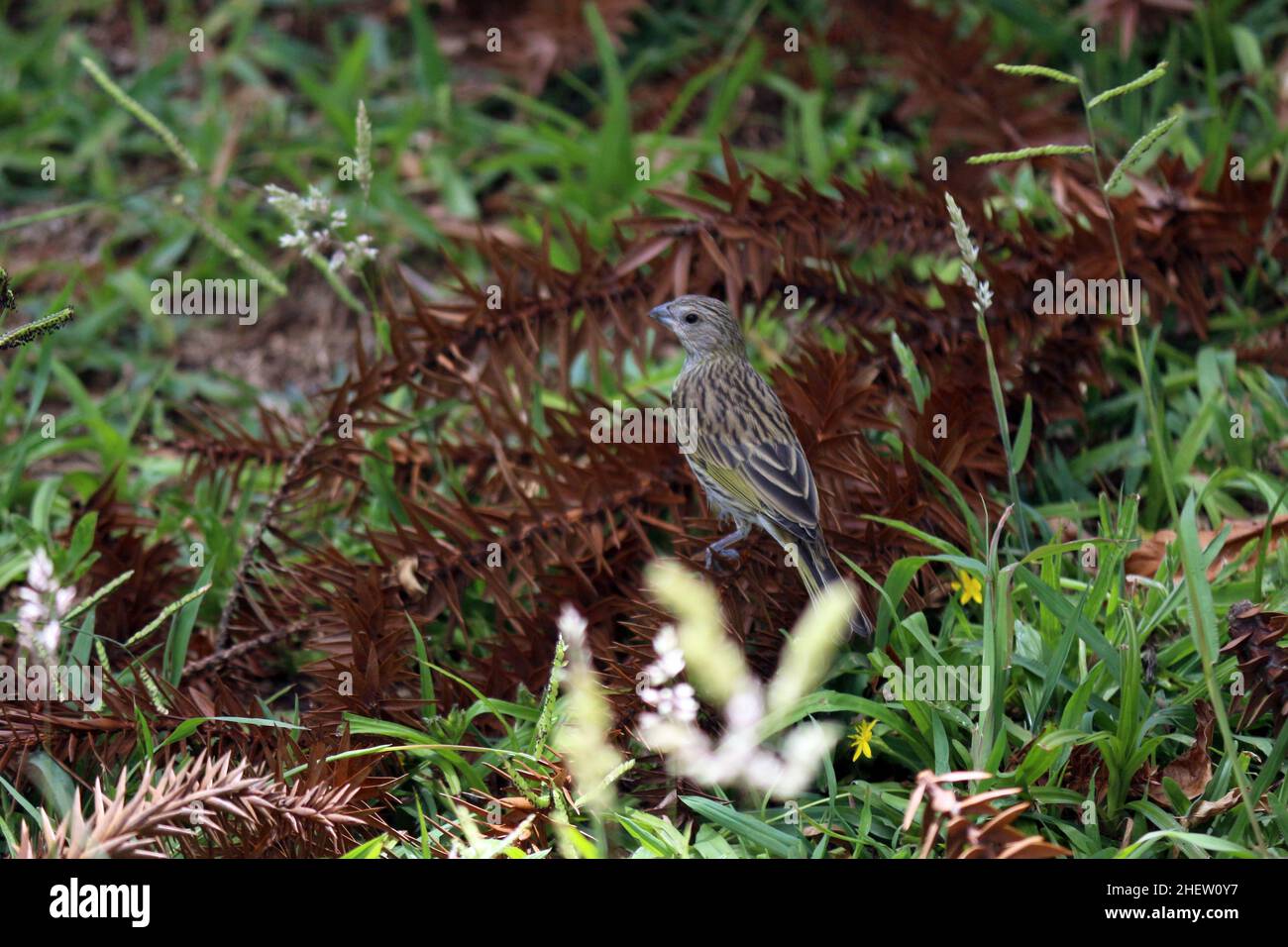 Der kleine Stadtvogel wandert durch die Vegetation des Waldes. Das grüne Gras und die trockenen Dornen der Araukarie. Stockfoto