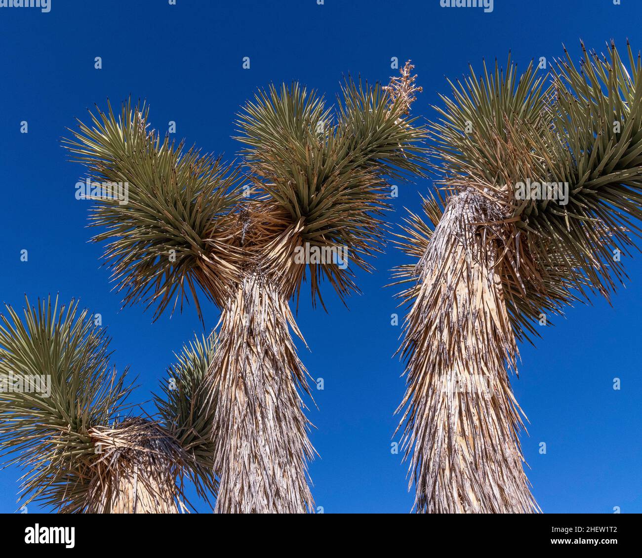 San Bernardino County, CA, USA - 5. Januar 2022: Nahaufnahme eines Joshua-Baumes (Yucca brevifolia). Stockfoto
