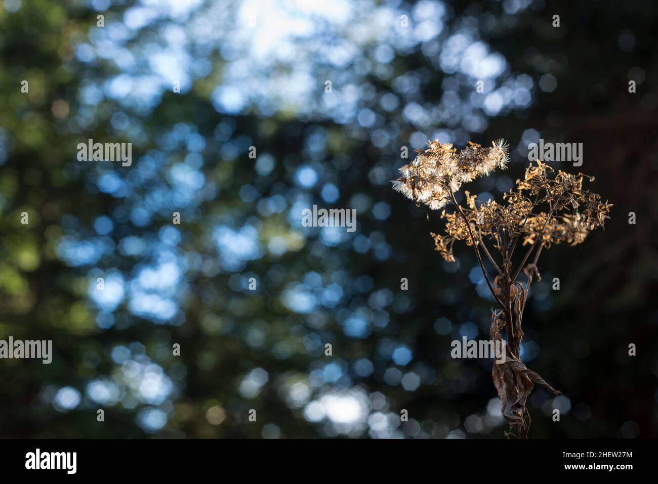 Braune Drouthblume beim Herbst im Wald mit grasendem Licht Stockfoto