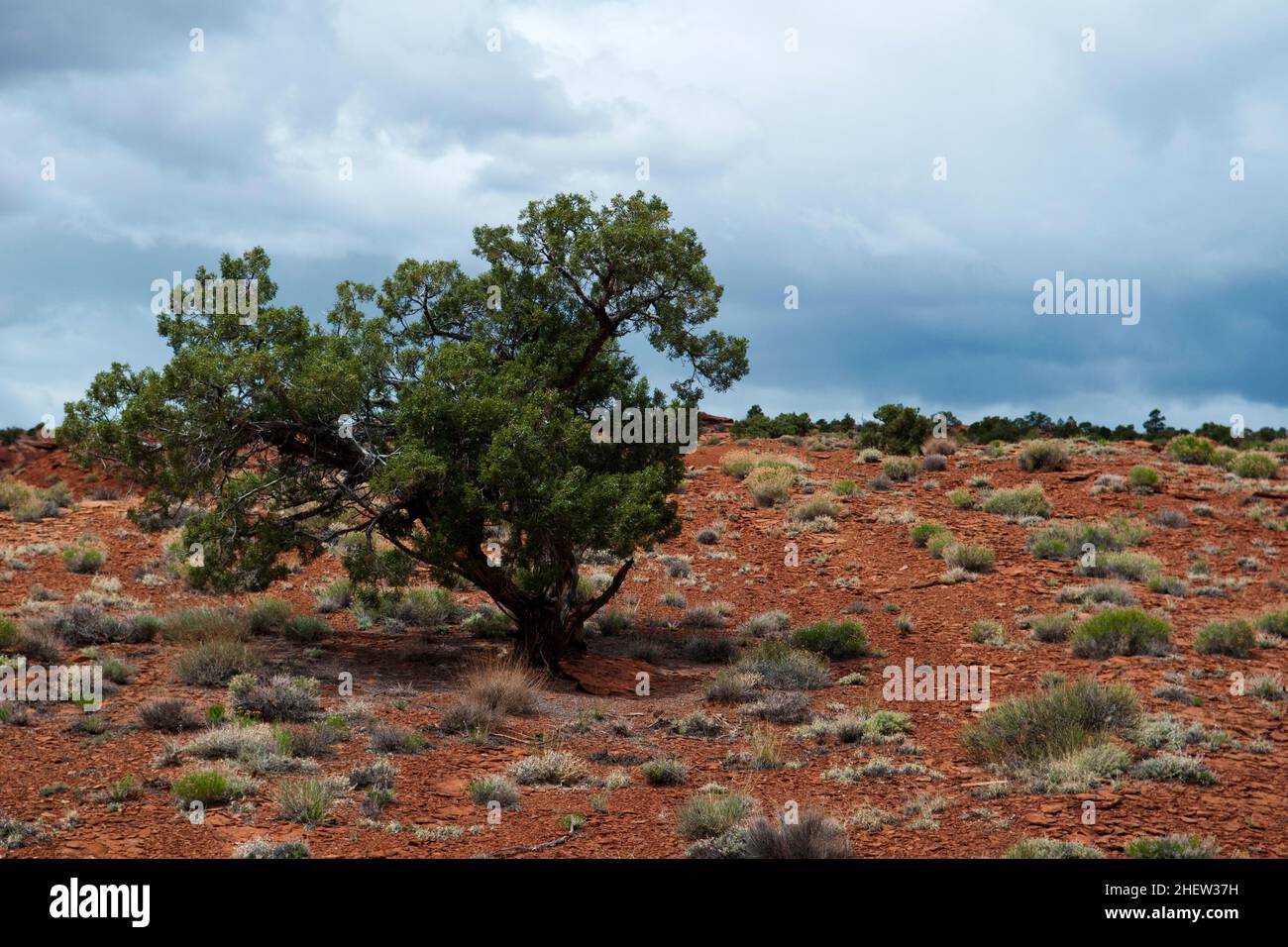 Ein einziger Busch in einer trockenen Wüste mit dramatischem blauen und bewölkten Himmel im Hintergrund Stockfoto