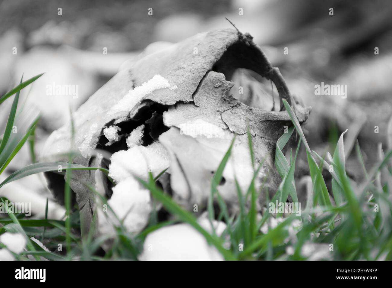 Schädel von Reptil liegt im Schnee und grünem Gras Stockfoto