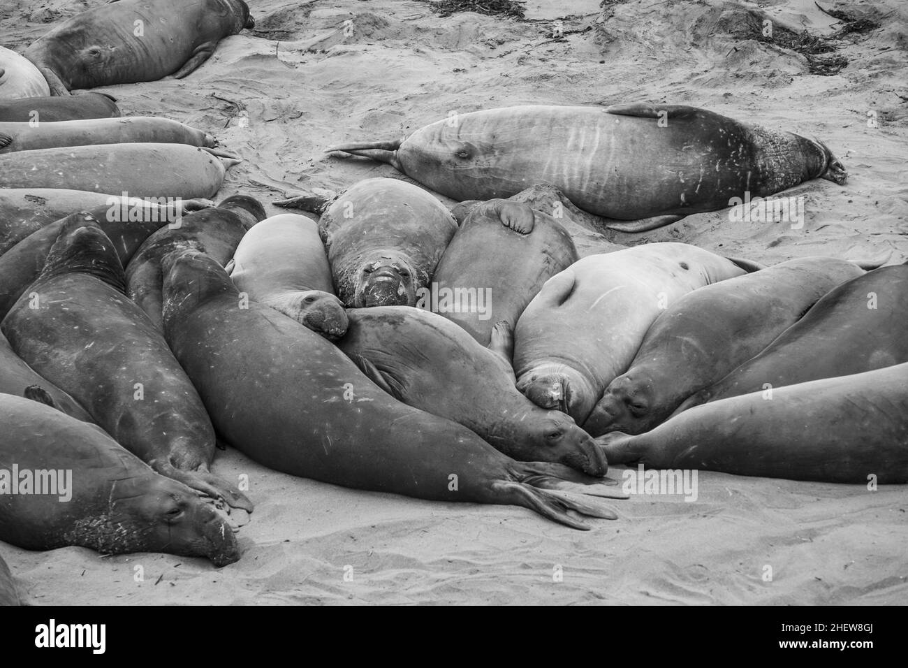 Männliche Elefantenrobben an einem Treffpunkt, Strand von San Simeon, Kalifornien Stockfoto