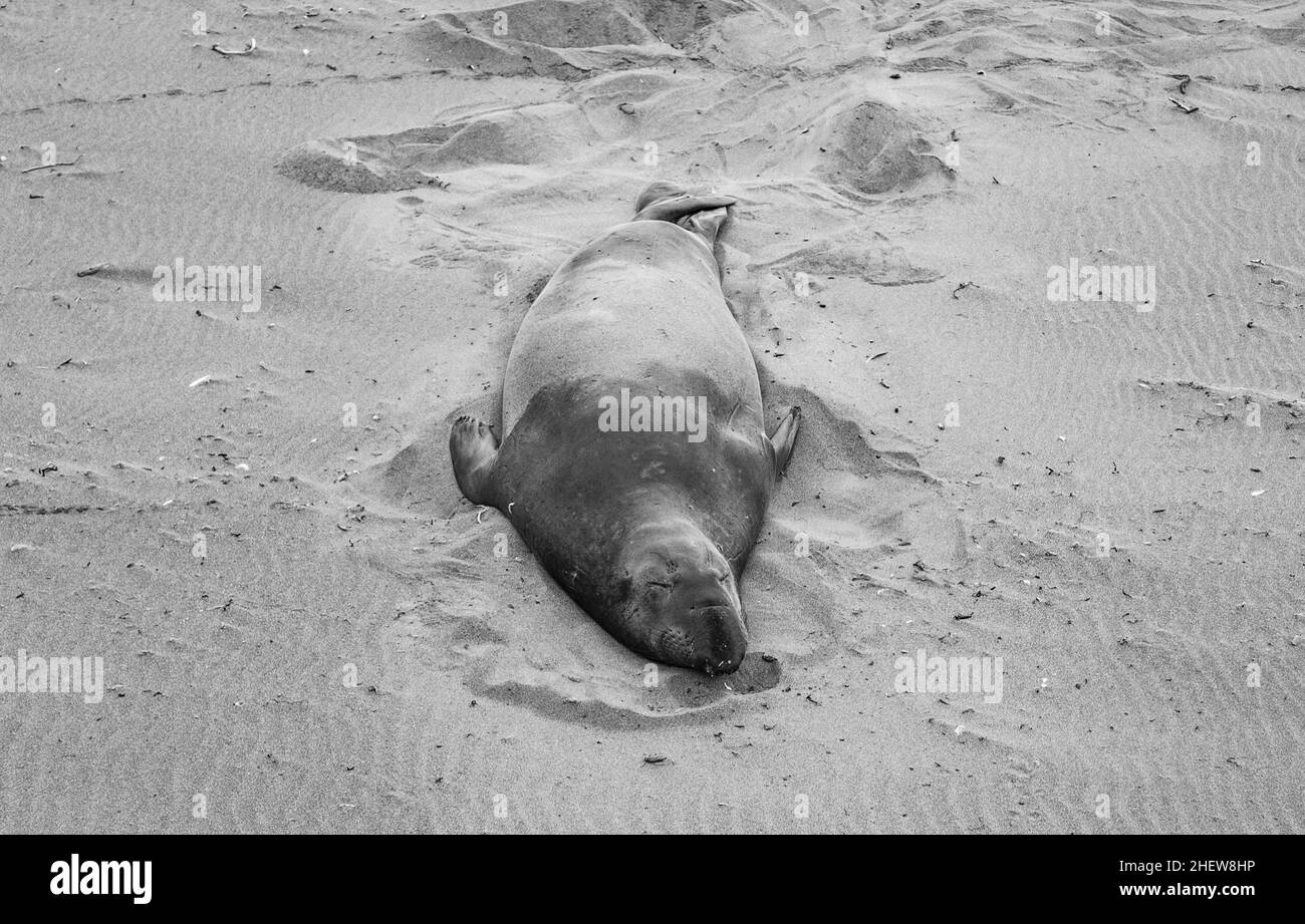 Männliche Elefantenrobben an einem Treffpunkt, Strand von San Simeon, Kalifornien Stockfoto