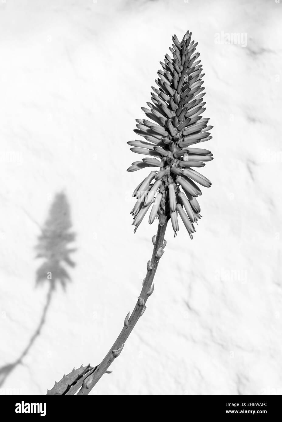 Schöne Aloe Vera Blume mit weißem Hintergrund Stockfoto