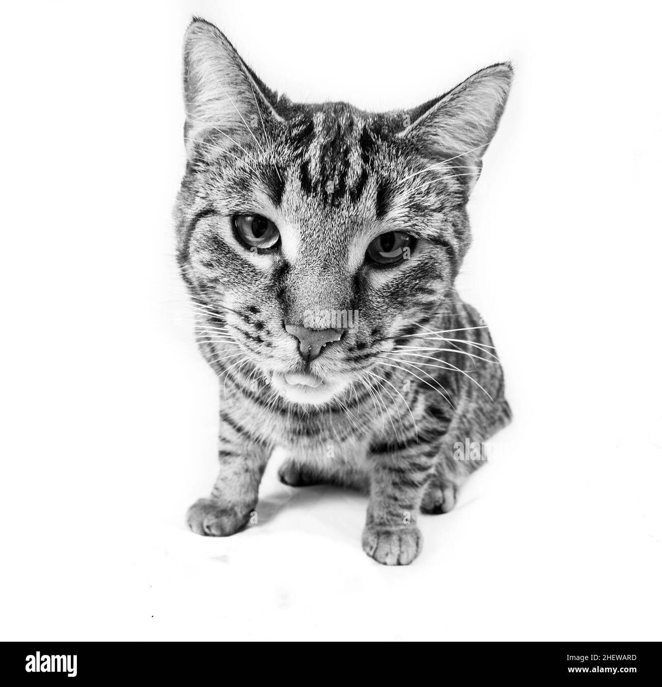 Hungrige Katze, die aus der Schüssel isst Stockfoto