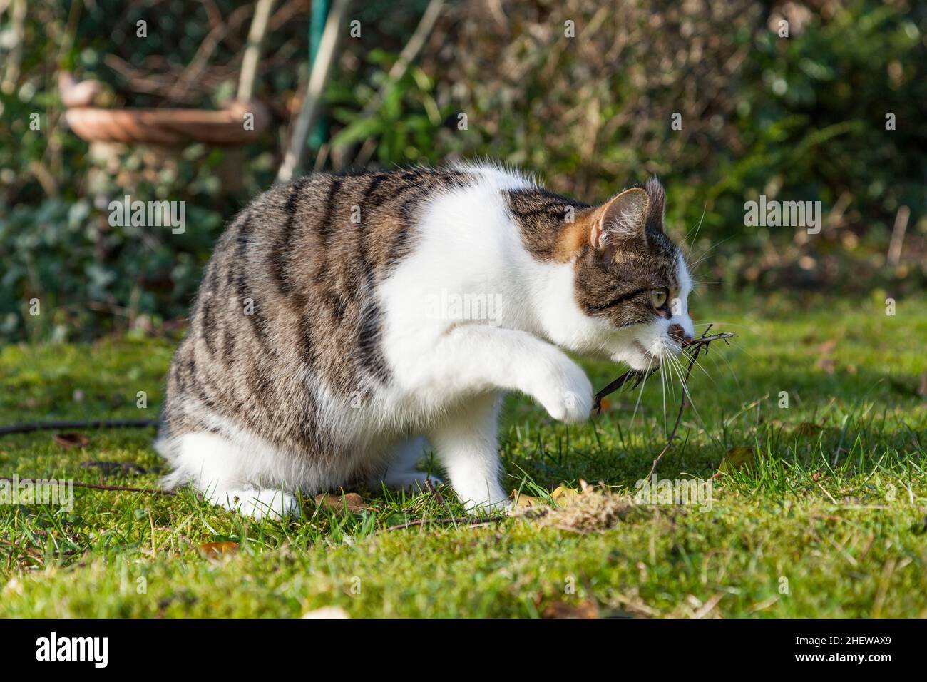 Nette junge Katze genießt den Garten und versucht, eine Fliege mit Pfote zu fangen Stockfoto