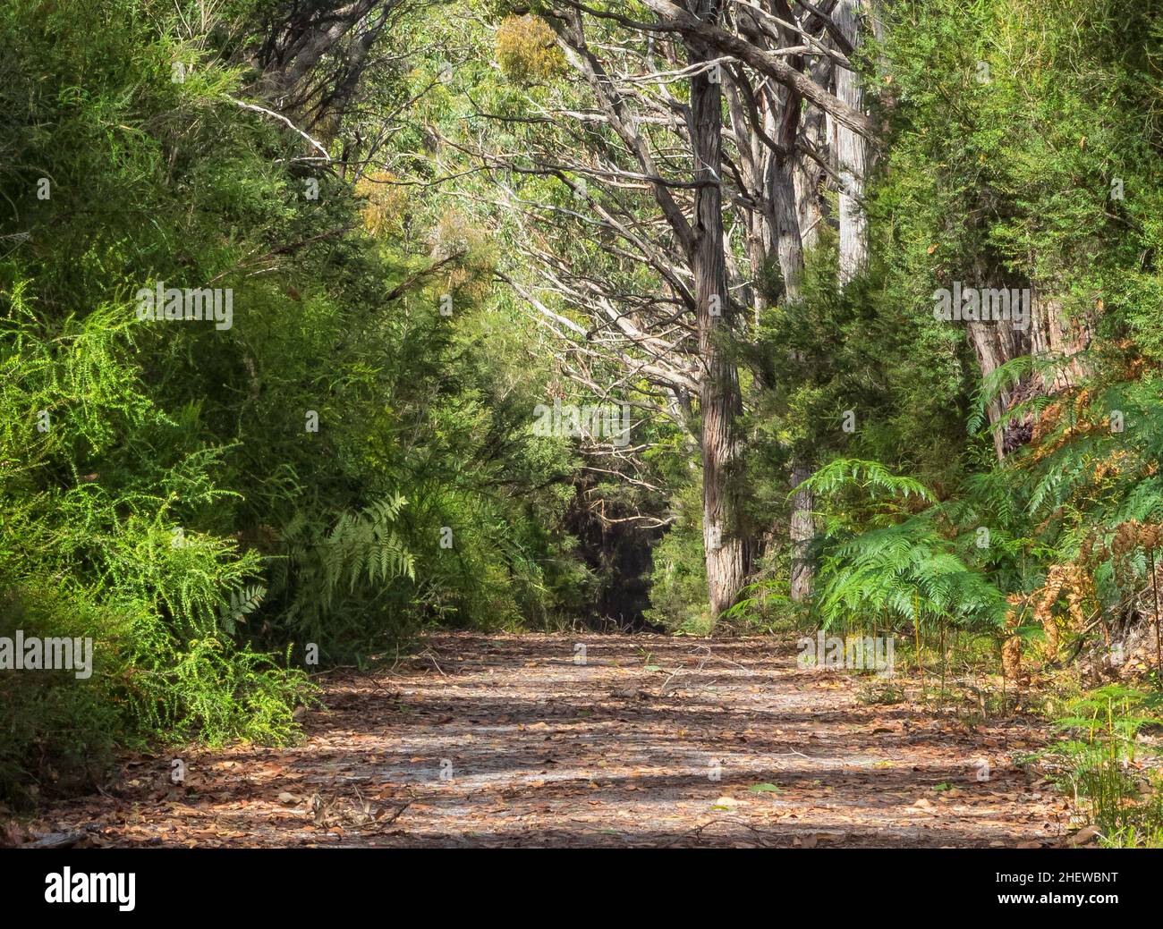 Blanket Bay Track im Great Otway National Park - Blanket Bay, Victoria, Australien Stockfoto