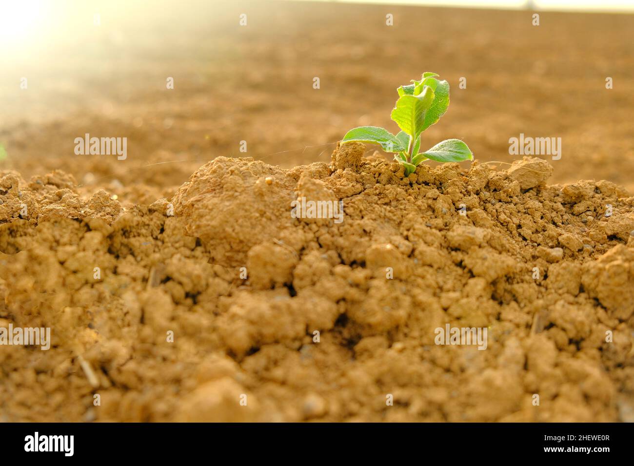 Grüner Sprossen in trockener rissiger Erde.Grüner Sämling im Boden im Feld.Neues Leben. Landwirtschaft und Landwirtschaft Stockfoto