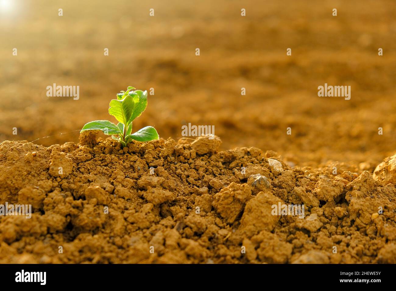 Grüner Sprossen in trockener rissiger Erde.Grüner Sämling im Boden im Feld.Neues Leben. Agrar- und Landwirtschaftskonzept. Keimlingsanbau. Stockfoto