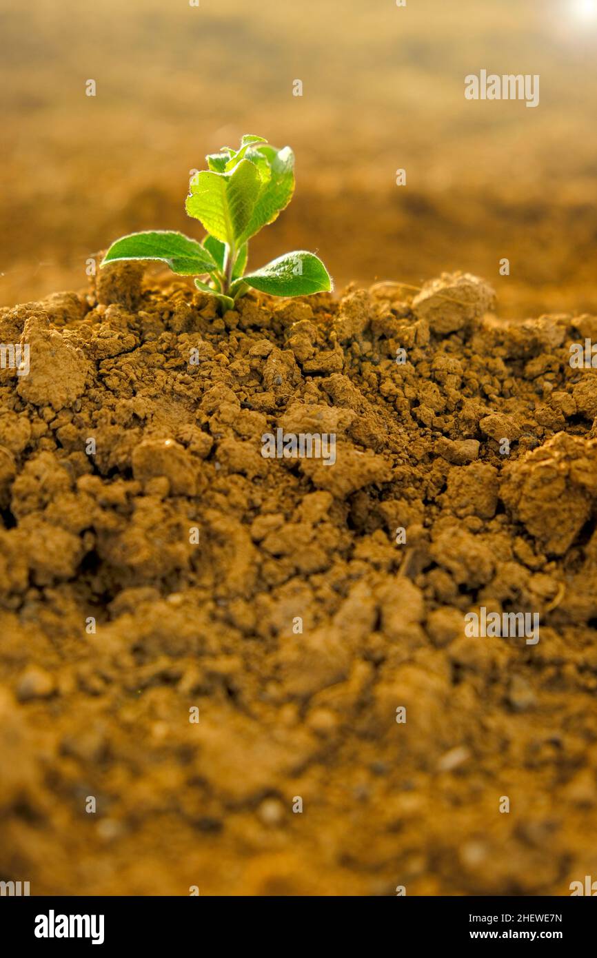Grüner Sprossen in trockenem Boden.Grüner Sämling im Boden im Feld.Neues Leben. Agrar- und Landwirtschaftskonzept. Keimlingsanbau. Stockfoto