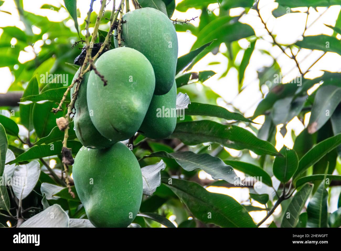 Ein Bund frischer grüner unreifer Mango auf dem Baum mit grünen Blättern, die auf der Farm hängen. Geeignet für gesunde, Natur und leckere Saftgetränk Wallp Stockfoto