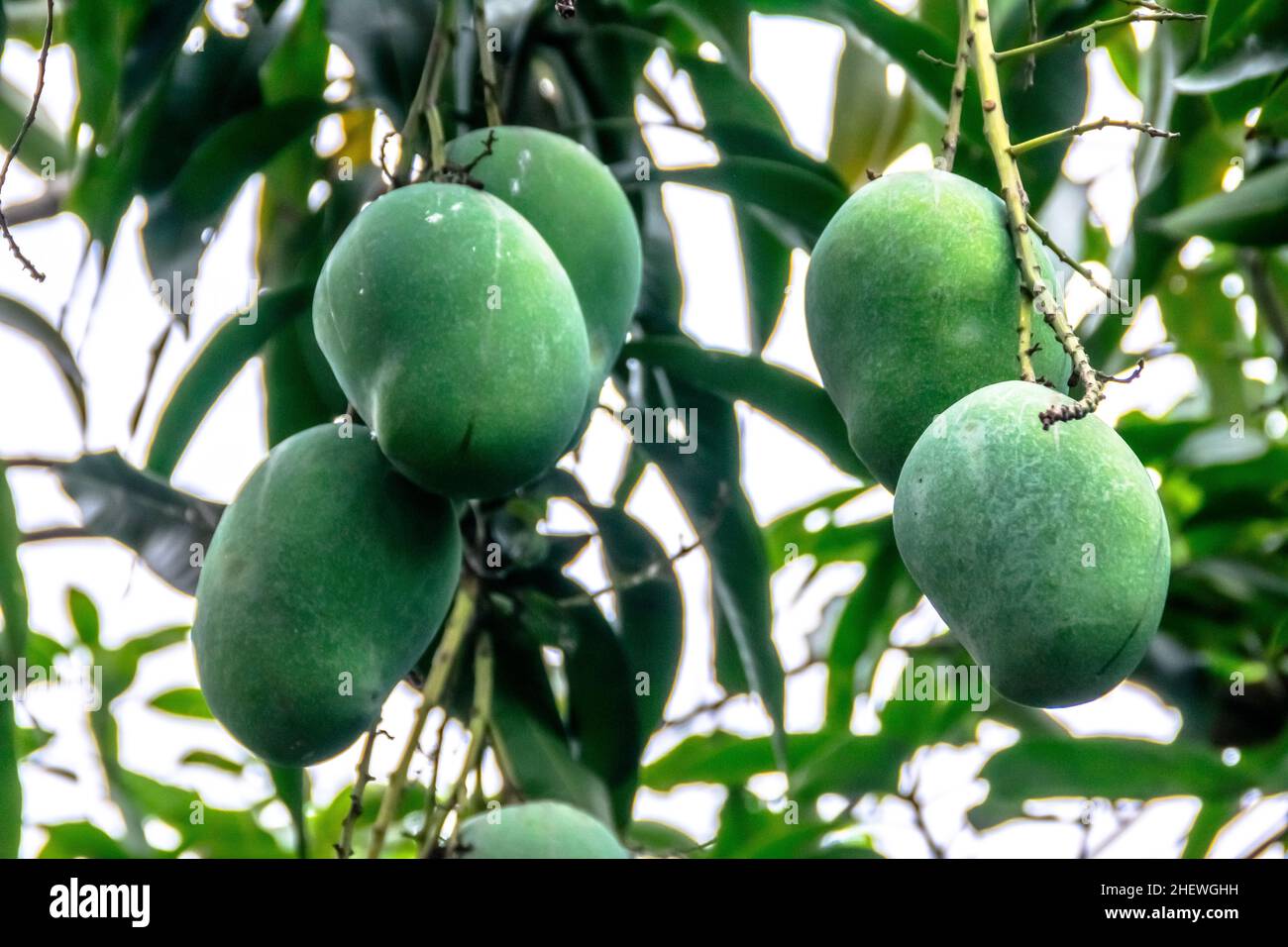 Ein Bund frischer grüner unreifer Mango auf dem Baum mit grünen Blättern, die auf der Farm hängen. Geeignet für gesunde, Natur und leckere Saftgetränk Wallp Stockfoto