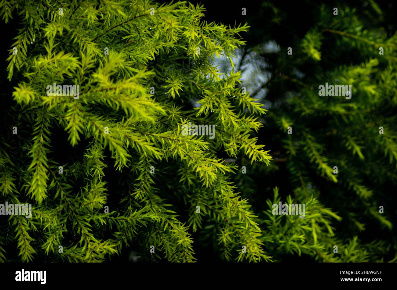 Schöne Kiefernblätter Pflanze mit dunklem Hintergrund geeignet für Natur- und Landschaftstapete Stockfoto