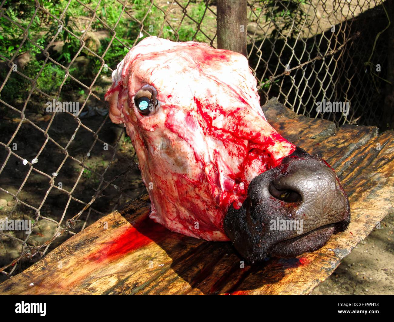 Geschlachtter Kuhkopf (vaca muerta) von der linken Seite Stockfoto