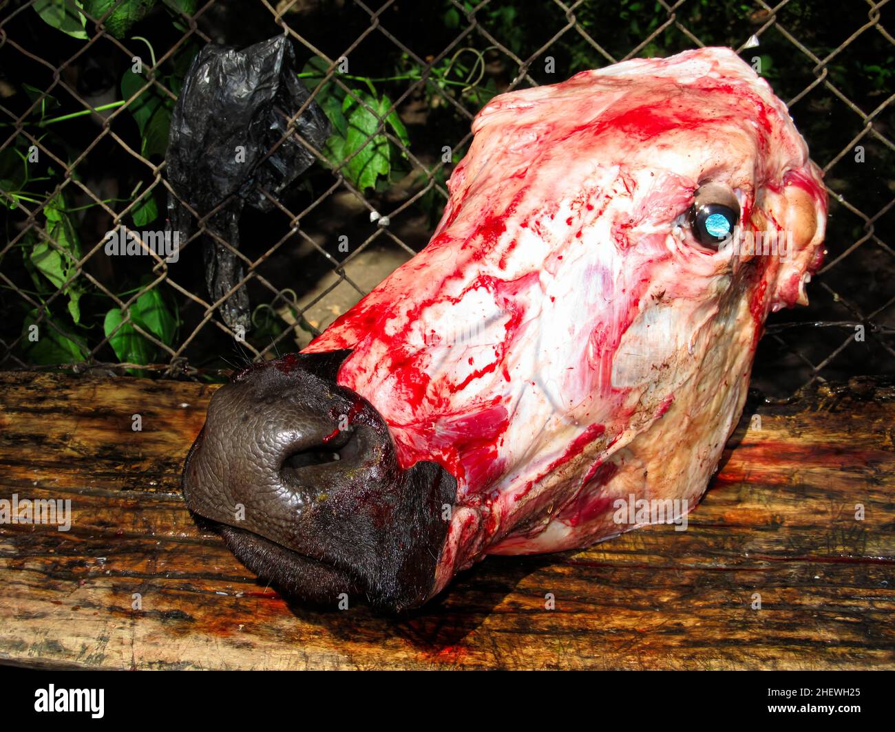 Geschlachtter Kuhkopf (vaca muerta) von der rechten Seite Stockfoto