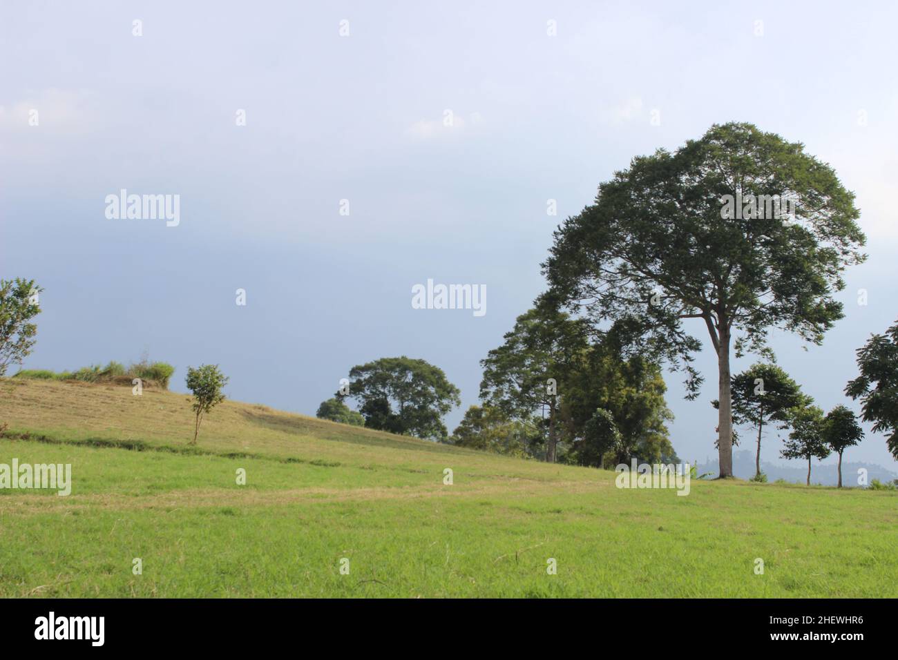 Sommerlandschaft der grünen Wiesen mit großen Bäumen am Mittag, frische grüne große Wiese Stockfoto