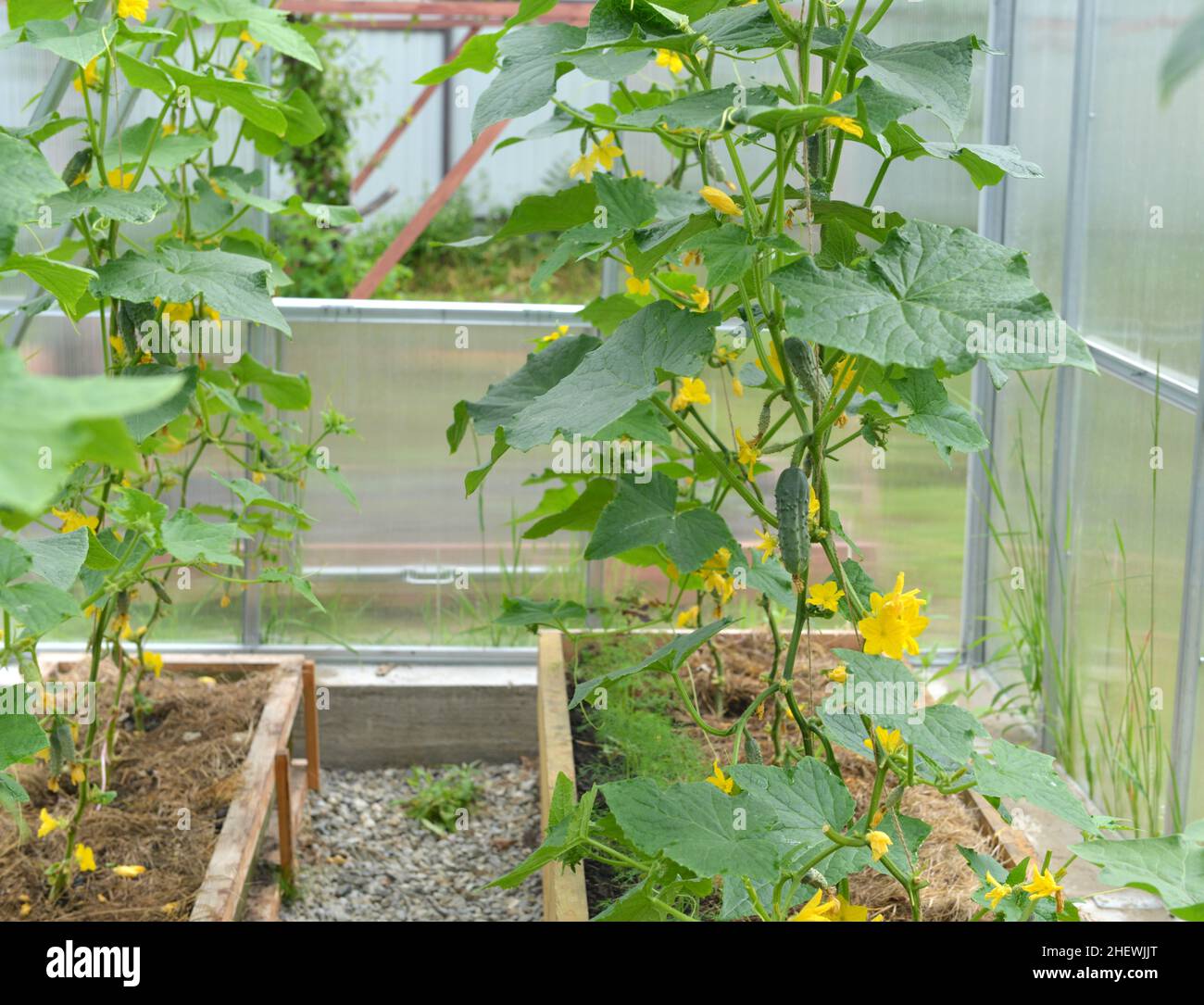 Junge Sprossen von Gurkengemüse in einer Schachtel im Gewächshaus oder Treibhaus. Vintage botanischen Hintergrund mit Pflanzen, Home Hobby Stillleben mit Gartenarbeit Stockfoto