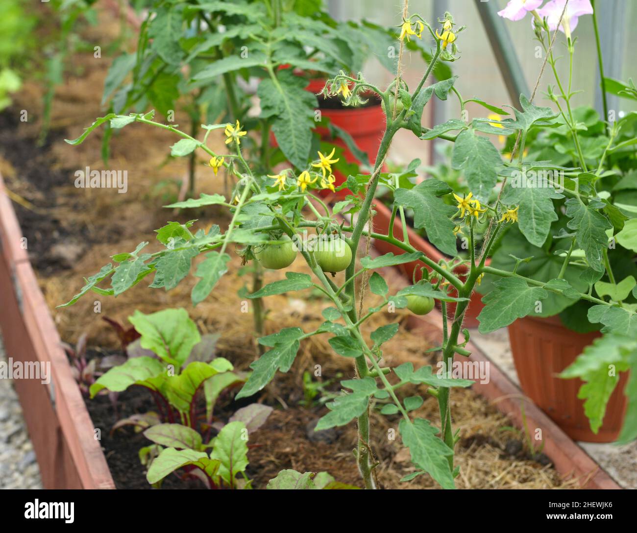 Junge Pflanze der Tomate in der Box im Gewächshaus oder Treibhaus. Vintage botanischen Hintergrund mit Pflanzen, Home Hobby Stillleben mit Gartenobjekten und Stockfoto