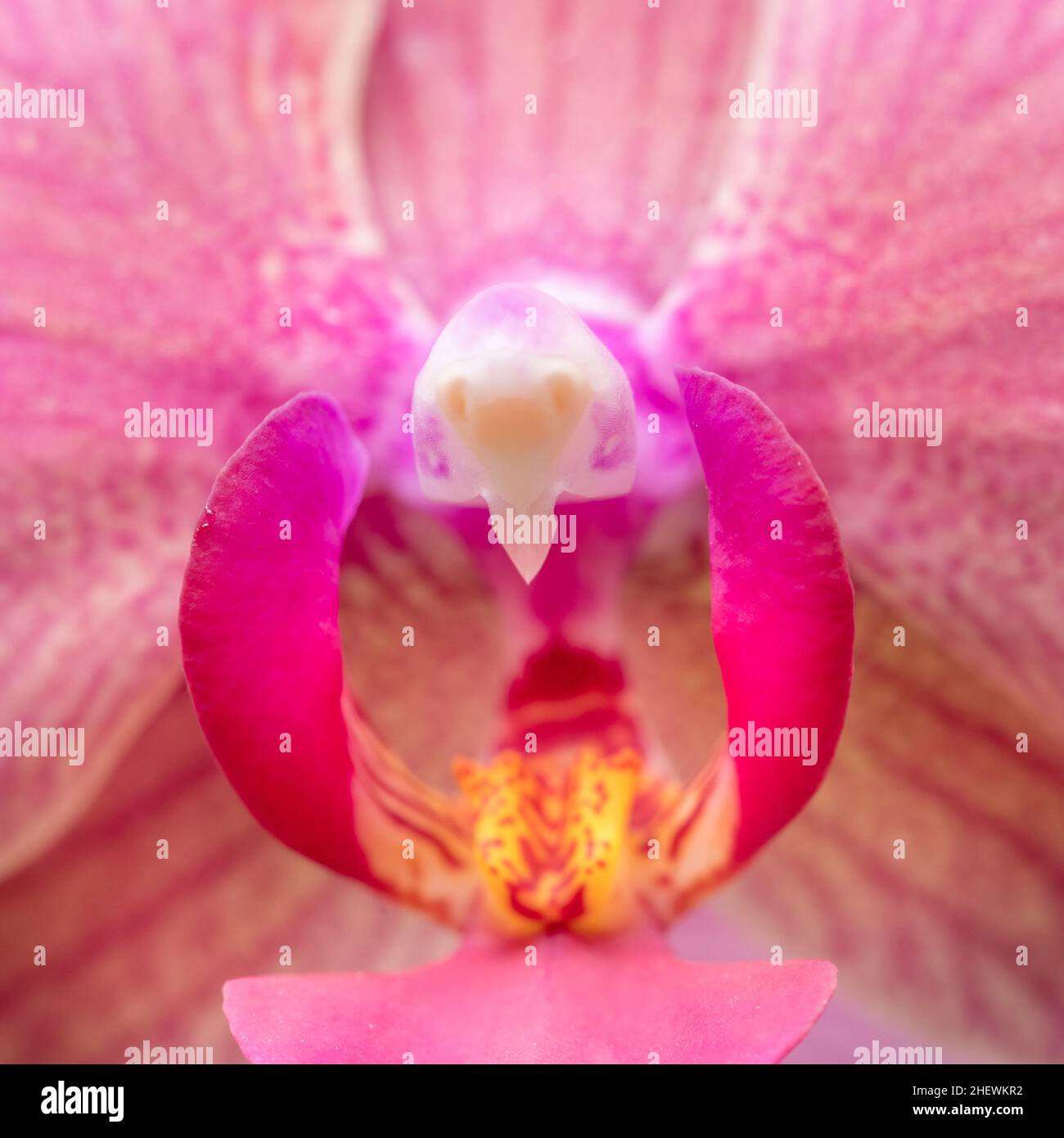 Detail der rosa Orchideenknospe Stockfoto