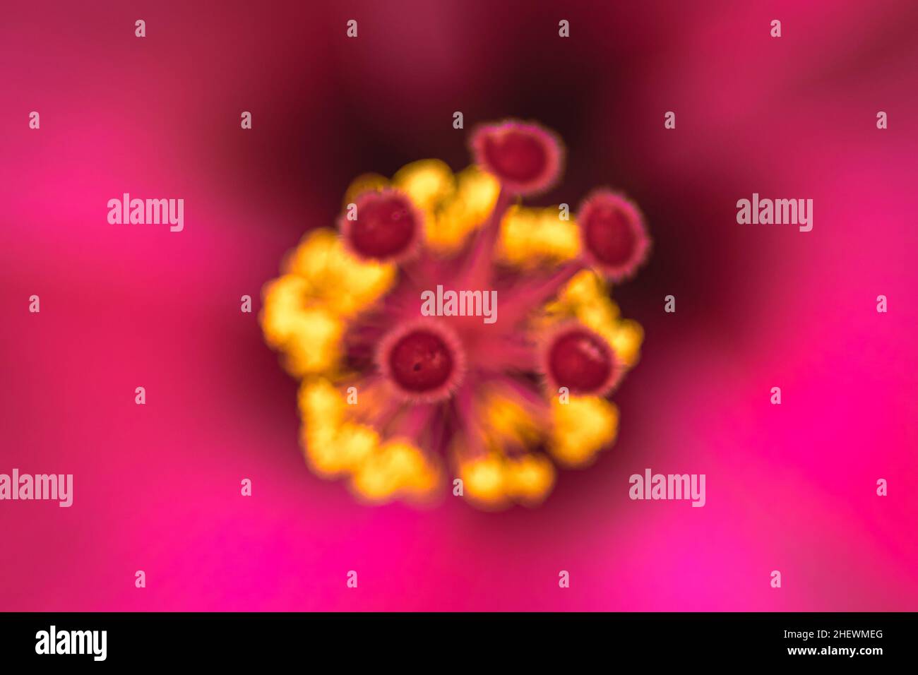 Makroansicht von gelben Pollen und Anhäufungen von der schönen roten tropischen Hibiskusblüte mit verschwommenem und weichem Fokus Natur Hintergrund Stockfoto