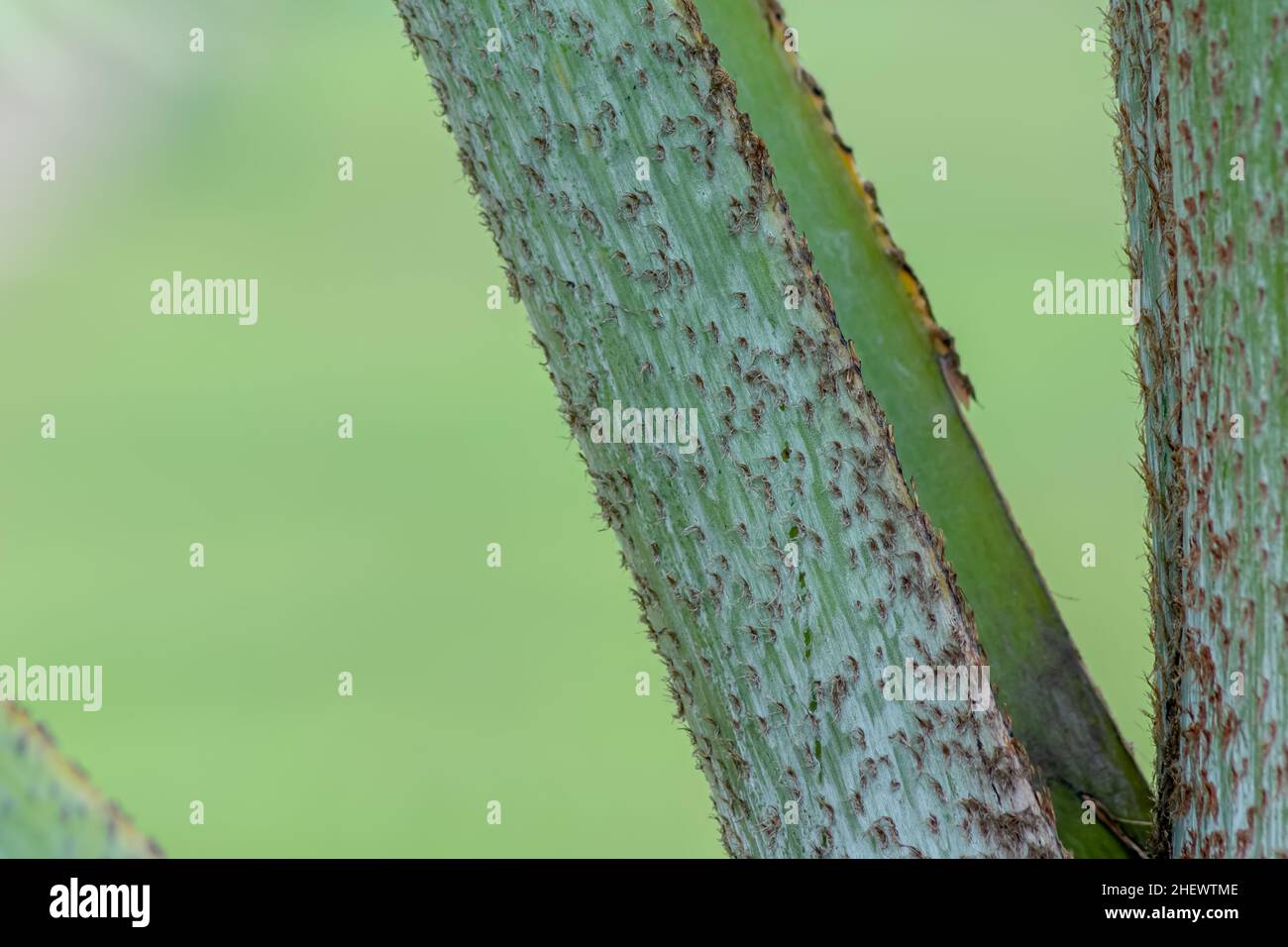 Nahaufnahme mit den Details des stacheligen Stiels einer wunderschönen tropischen grünen Fächerpalme mit verschwommenem und weichem Fokus auf dem Hintergrund Stockfoto