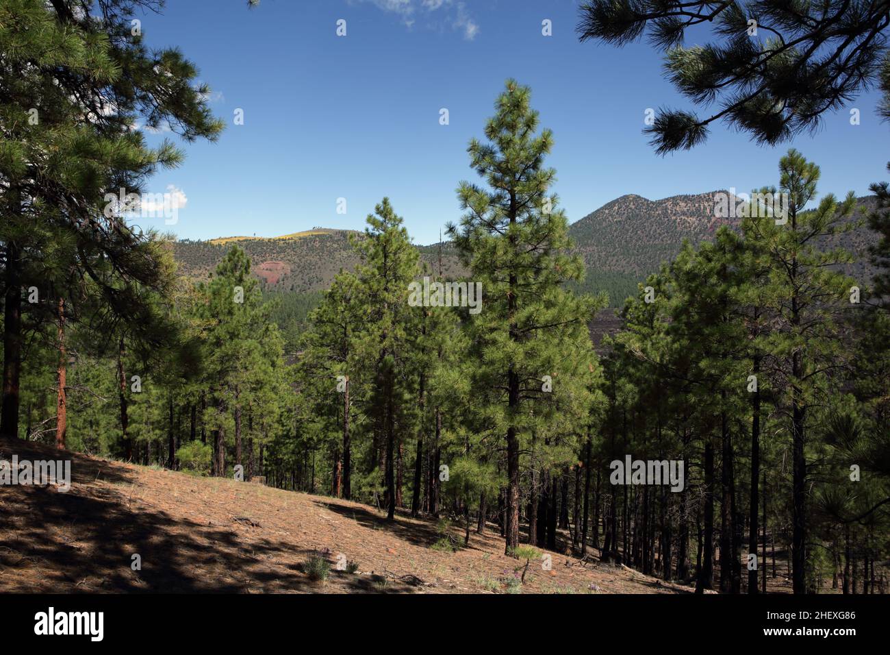 Blick vom Wanderweg rund um den Lenox Krater in Richtung Sunset Crater und Bonito Lava Flow Stockfoto