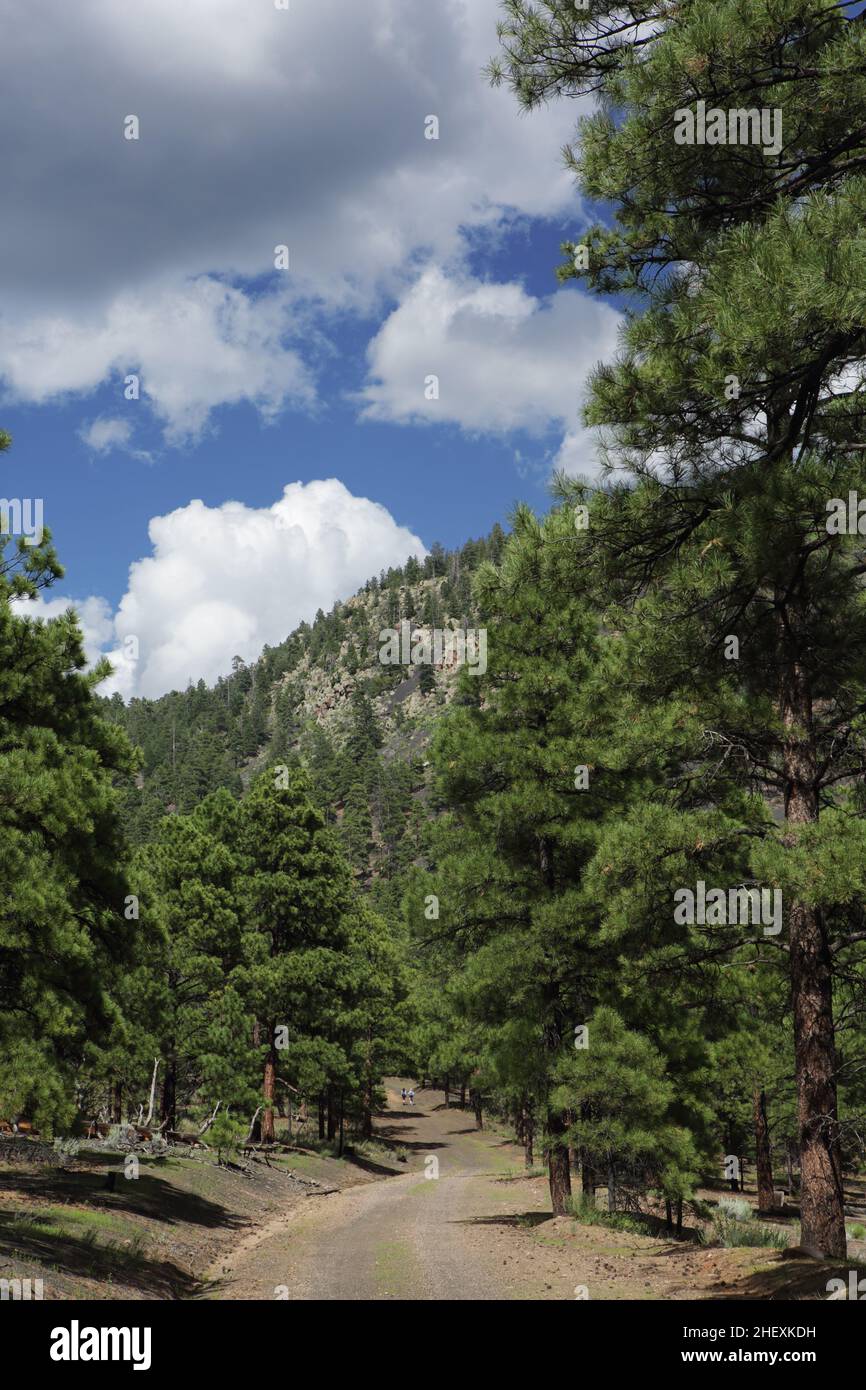 Blick auf den kurvigen Pfad durch den Wald zum O'Leary Peak, einem erloschenen pleistozänen Lavadom-Vulkan im San Francisco-Vulkanfeld Stockfoto