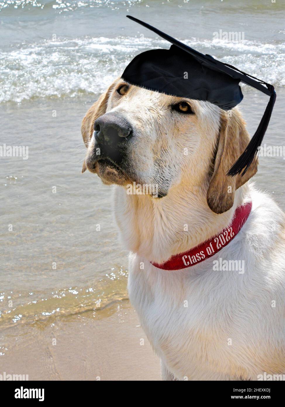 Labrador Retriever am Strand trägt einen schwarzen Abschlusshut mit Quaste und rotem Kragen für die Klasse 2022 Stockfoto