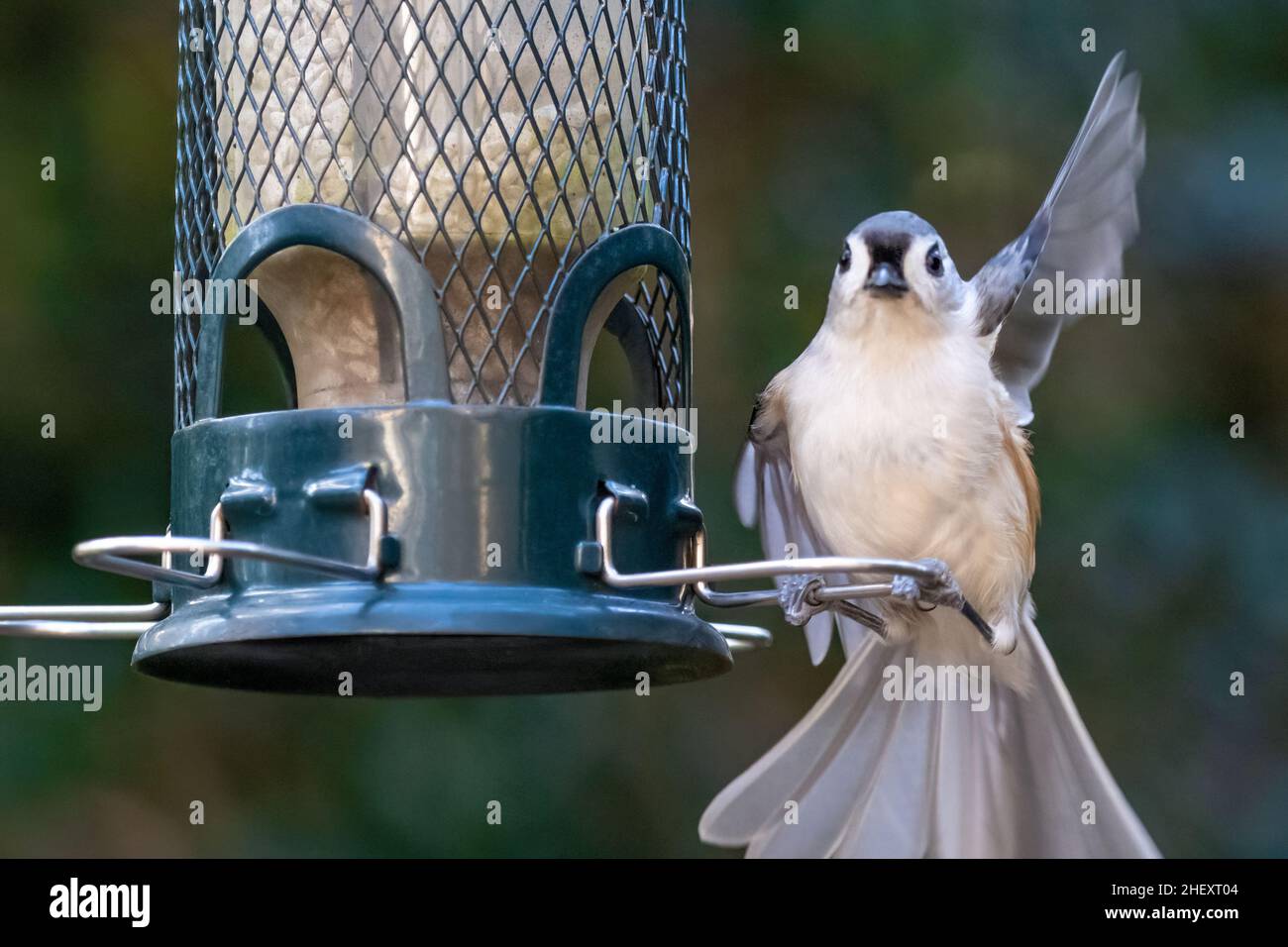 Die getuftete Titmaus (Baeolophus bicolor) winkt einem freundlichen Gruß von einem Hinterhof-Vogelfutterhäuschen in Ponte Vedra Beach, Florida. (USA) Stockfoto