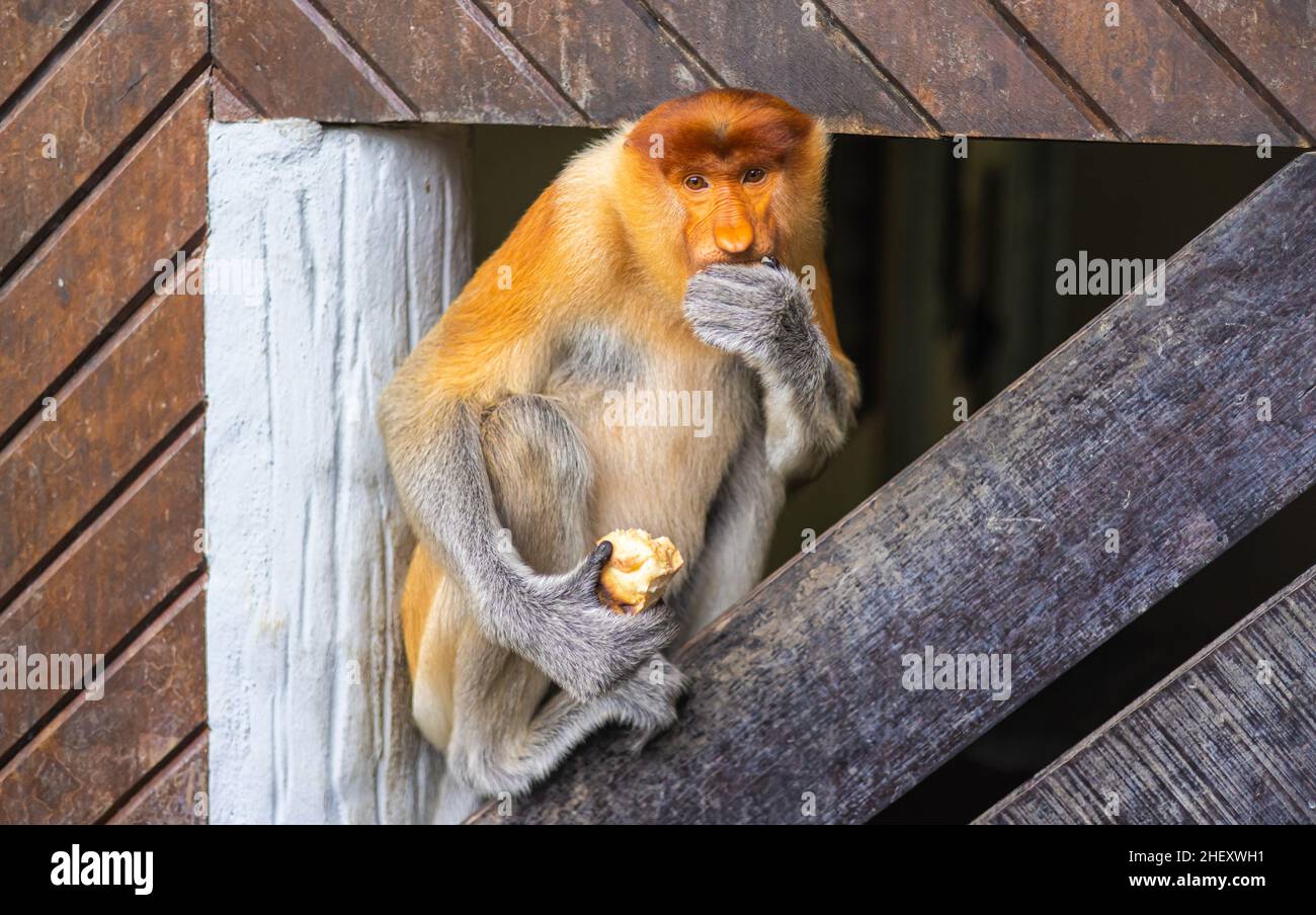 Der Proboscis-Affe oder langnasiger Affe ist ein arborealer Altweltaffe mit einer ungewöhnlich großen Nase. Eine Nasalis-Larve in Sepilok, Borneo. Die Mo Stockfoto