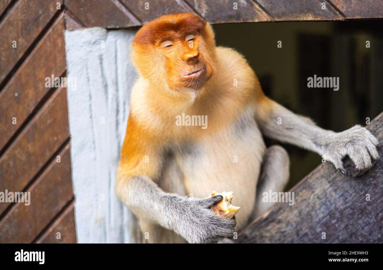 Der Proboscis-Affe oder langnasiger Affe ist ein arborealer Altweltaffe mit einer ungewöhnlich großen Nase. Eine Nasalis-Larve in Sepilok, Borneo. Die Mo Stockfoto