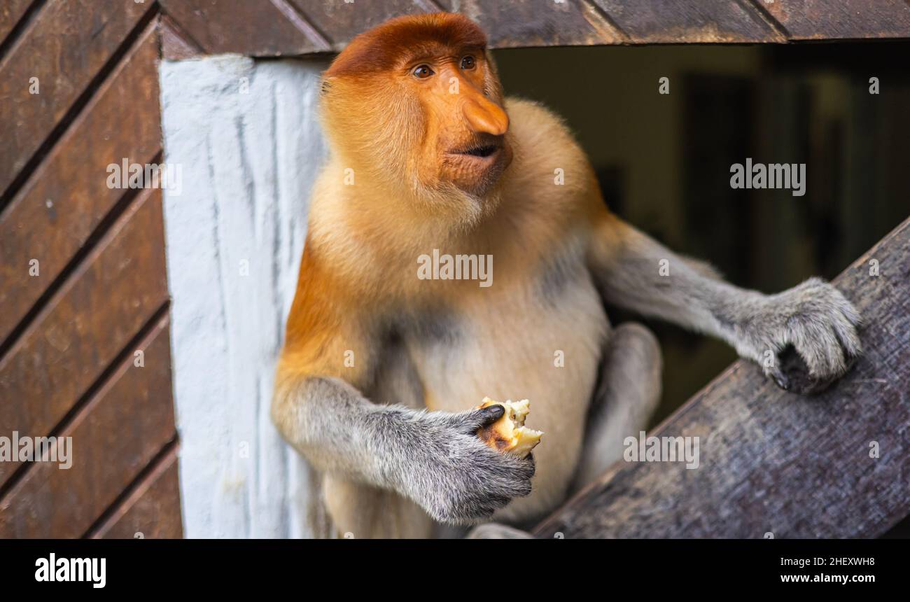 Der Proboscis-Affe oder langnasiger Affe ist ein arborealer Altweltaffe mit einer ungewöhnlich großen Nase. Eine Nasalis-Larve in Sepilok, Borneo. Die Mo Stockfoto