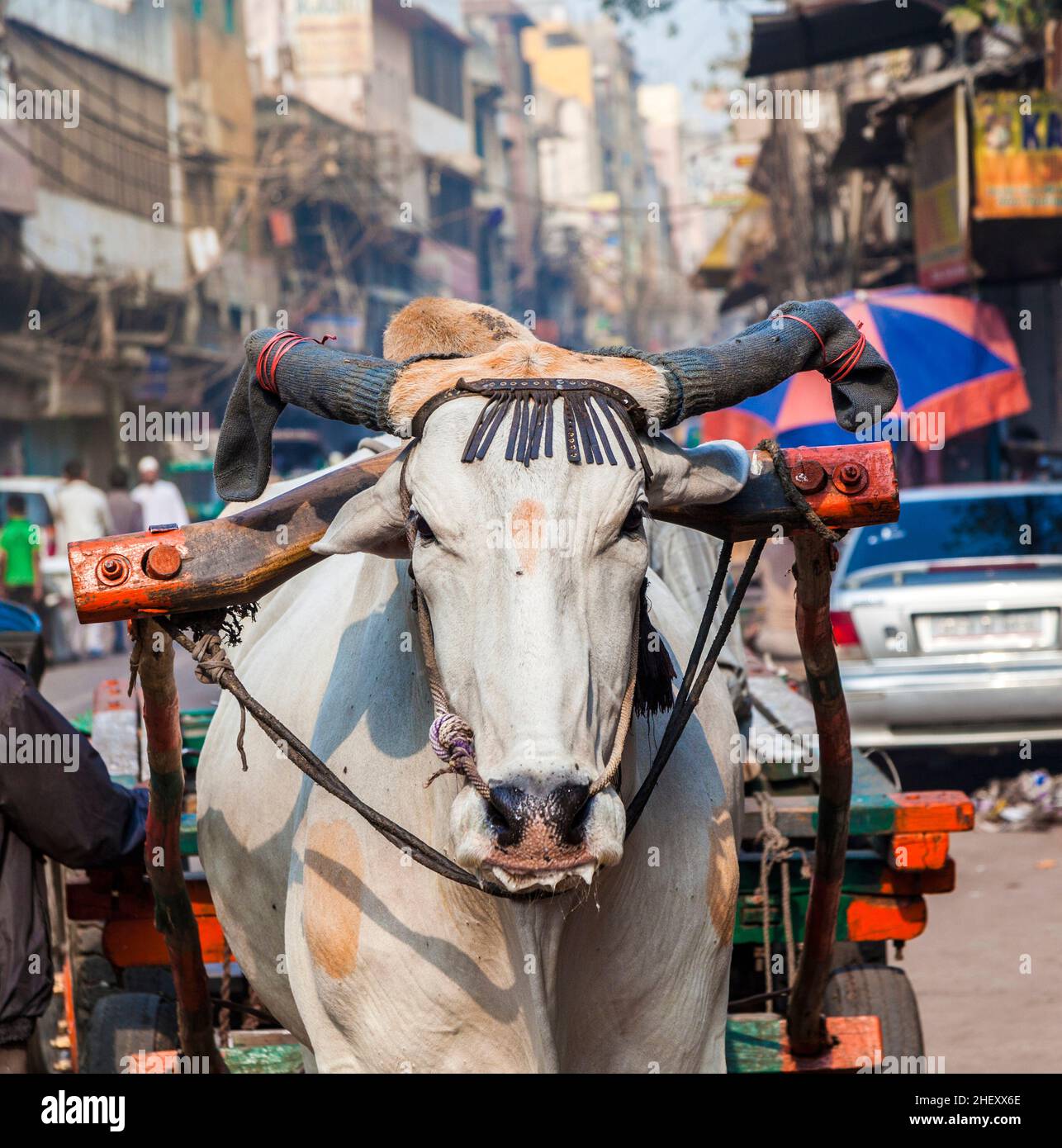 Ochsenwagen Transport am frühen Morgen in Delhi, Indien. Die Ochsenhoroskopte ist ein gemeinsamer Frachttransport in den engen Gassen des alten Delhi. Stockfoto