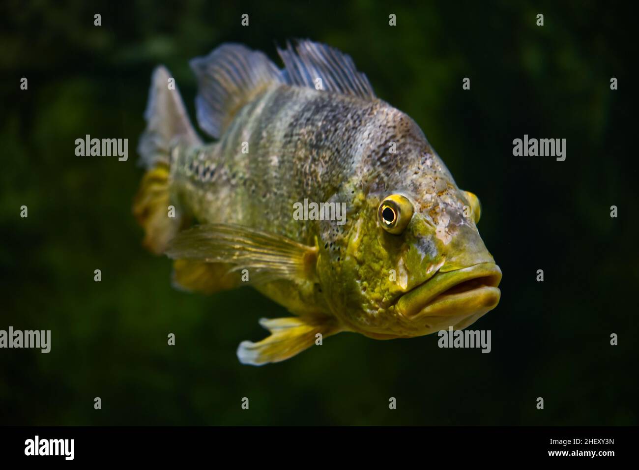 Der Schmetterling Pfau Bass Fisch schwimmt im Wasser. Cichla ocellaris Orinoco Pfauenbarsch. Stockfoto